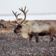 This reindeer is actually Russian. Photo: AP